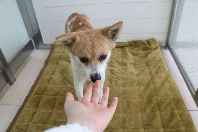 구조 이후 팜이는 사람에게 적응하는 방법부터 배워가기 시작했다. 동물자유연대 제공
