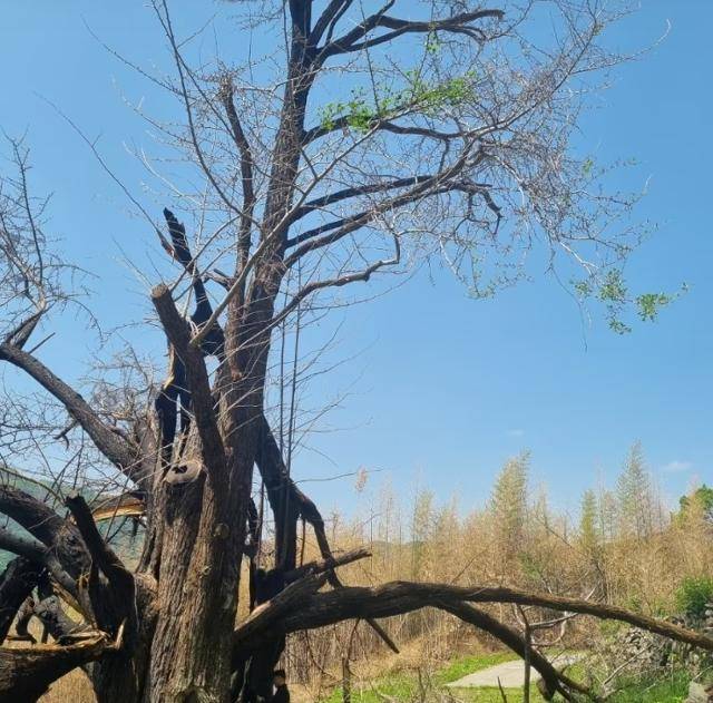 산불로 불에 탔던 경남 하동군 두양리 은행나무의 가지에 새잎이 돋아 있다. 하동군 제공