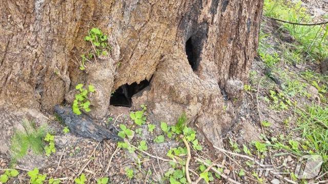 3월 발생한 대형 산불에 탔던 경남 하동군 두양리 은행나무 밑둥에 새싹이 돋아났다. 하동군 제공
