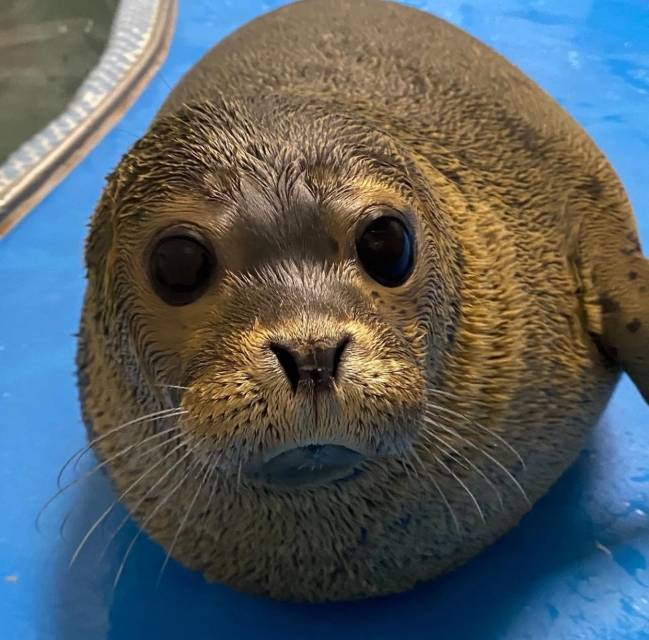 ▲ 광주 우치동물원, 아기 물범 이름 '몰랑이' 시민 투표로 결정 [광주광역시]