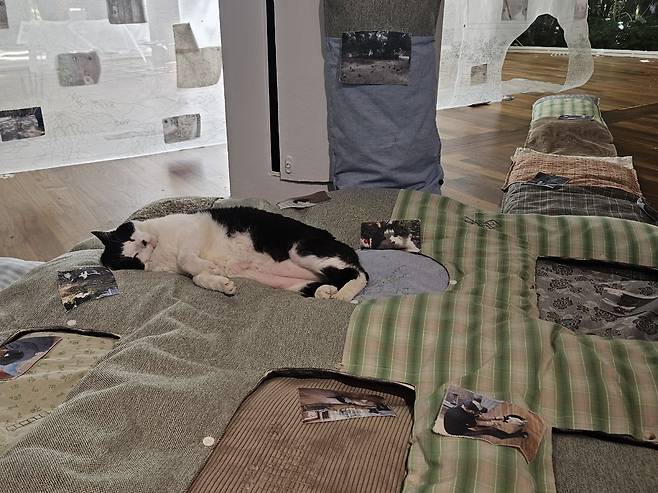 The cat Mucca lies on an embroidered piece titled "Overwriting, Overriding” by Lee Dammy on May 8 in the Korean Pavilion at the Venice Biennale. (Park Yuna/The Korea Herald)