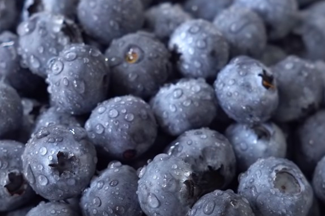 블루베리