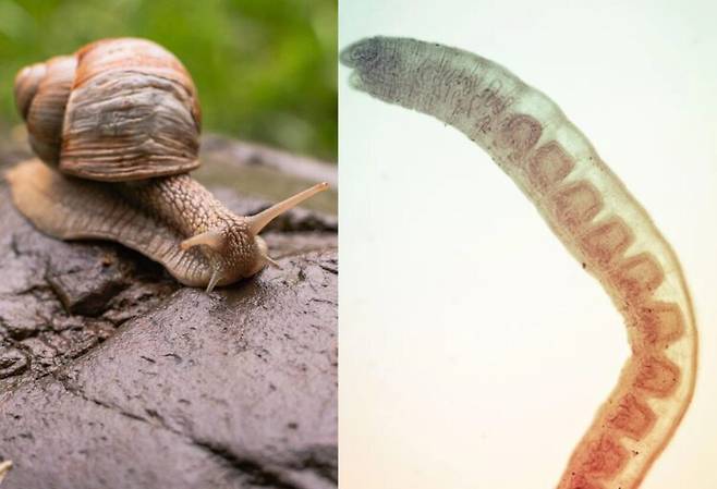 유럽의 인기 휴양지인 지중해 일대에서, 달팽이를 매개로 한 치명적인 감염병인 주혈흡충병(Schistosomiasis)이 확산되고 있다는 경고가 나왔다. [우측=게티이미지뱅크 / 영국 자연사박물관 제공]
