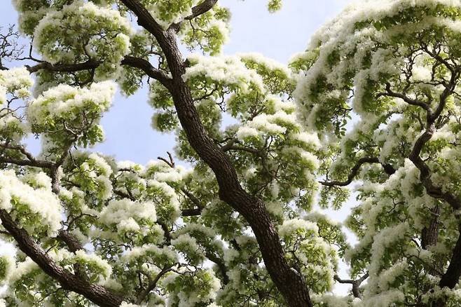 이팝나무. 국립생물자원관