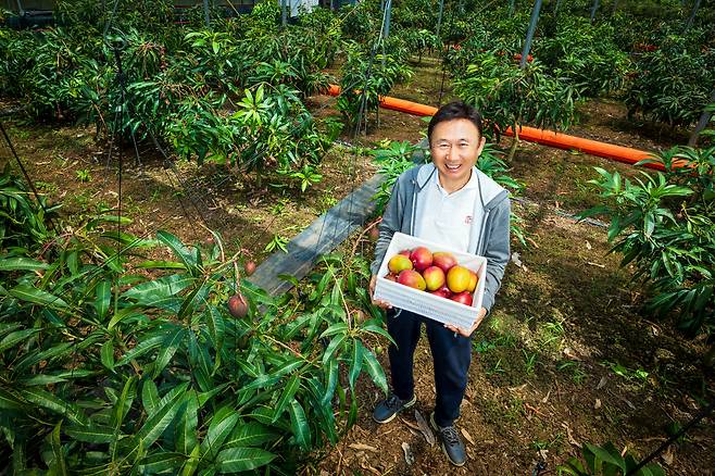 박찬수 대표는 "맛있는 망고는 반질반질하면서 빨갛게 잘 익은 색이 나와야 한다"고 했다. /이건송 영상미디어 기자