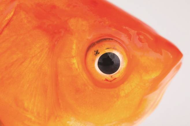 어류는 망막이 손상되면 망막을 스스로 재생할 수 있다. 게티이미지뱅크 제공