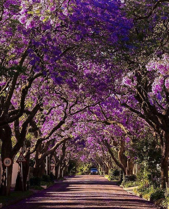 1000012961.jpg 한국에선 생소한 보라색 가로수꽃