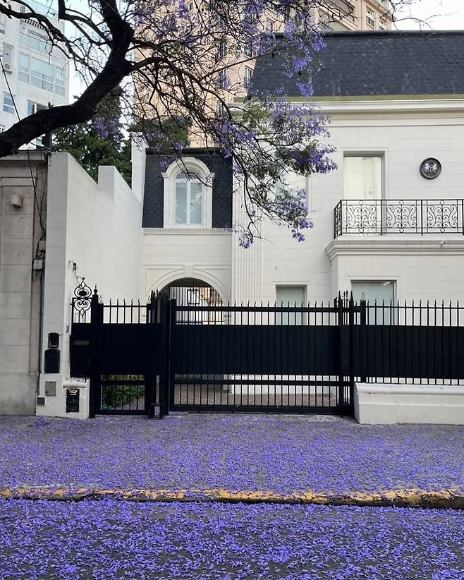 1000012967.jpg 한국에선 생소한 보라색 가로수꽃