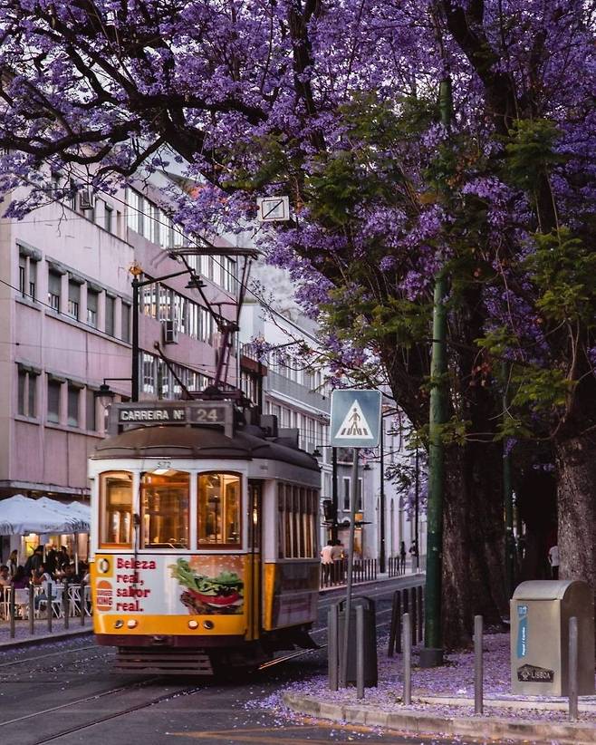 1000012968.jpg 한국에선 생소한 보라색 가로수꽃