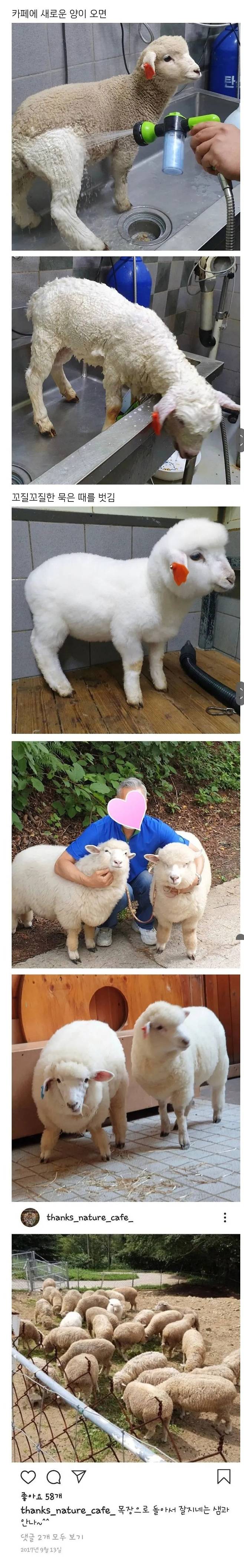 분양받은 양이 점점 뽀송해진다는 홍대 양카페