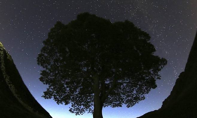 2015년 여름 밤에 찍힌 시카모어 갭 나무. AP 연합뉴스