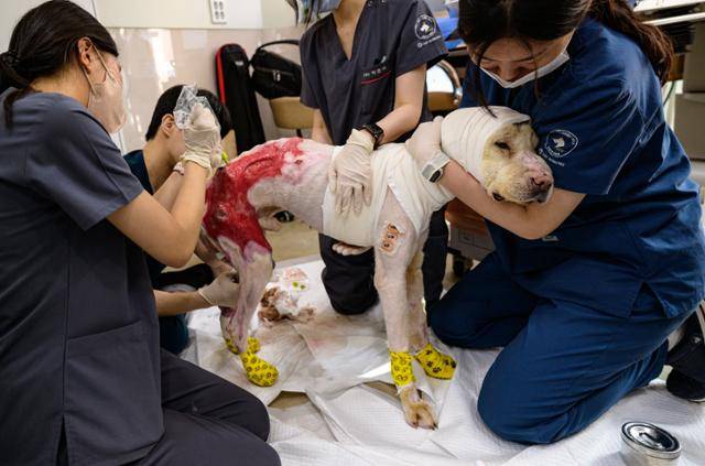 지난 2일 서울 강남구 VIP동물의료센터 청담점에서 의료진이 대풍이의 화상 부위를 치료하고 있다. 대풍이는 지난 3월 경북 청송군 괴정리 산불 현장에서 구조됐다. 하상윤 기자