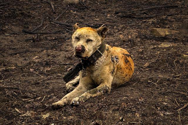 지난 3월 27일 경북 청송군 괴정리의 한 과수원에서 대풍이가 전신 화상(3도)을 입은 채 엎드려 있다. 대풍이는 전체 피부의 50%에 화상을 입었고, 다발성 장기 부전 위험에 놓인 상태다. 기자의 제보로 동물권단체 ‘케어’의 도움을 받아 병원으로 옮겨져, 현재는 서울에서 치료를 받고 있다. 청송=하상윤 기자