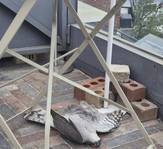 지난 3월 루프탑 카페의 유리 난간에 충돌한 새매의 모습. 사진 재성/네이처링