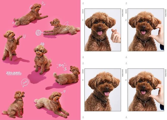 표정부자 짜장이의 스튜디오 사진(인스타그램 minju1998 제공) ⓒ 뉴스1