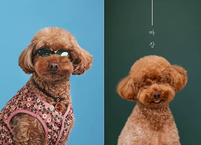 표정부자 짜장이의 스튜디오 사진(인스타그램 minju1998 제공) ⓒ 뉴스1