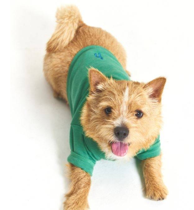 헤지스 아이코닉 반려견 의류. [사진=LF]