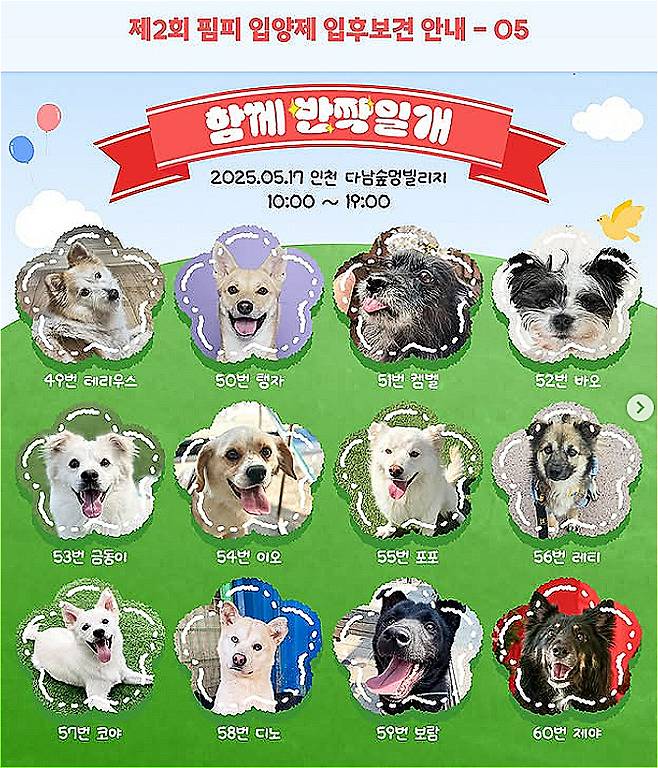 17일 열리는 제2회 핌피입양제에 찾아와, 가족을 찾을 예정인 멍멍이들. 약 100마리 이상 참석한다./사진=핌피바이러스, 인스타그램(@pimfyvirus)