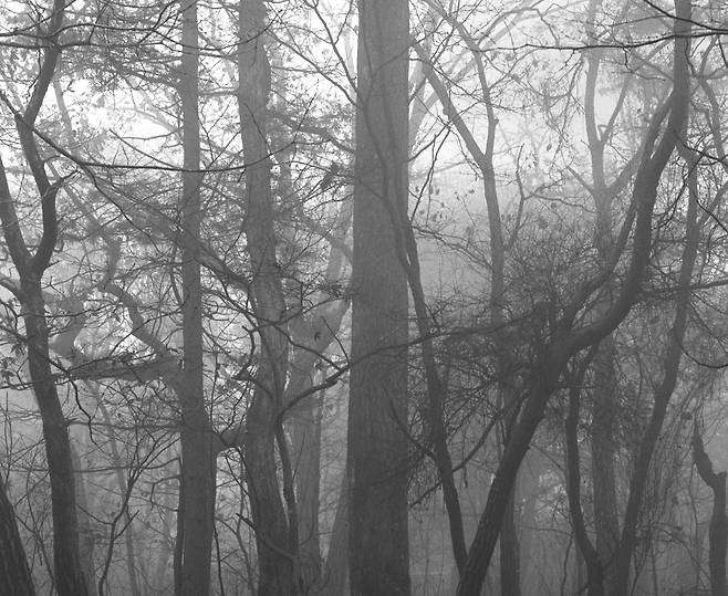 민병헌作 ‘Tree series’. /사유원 제공