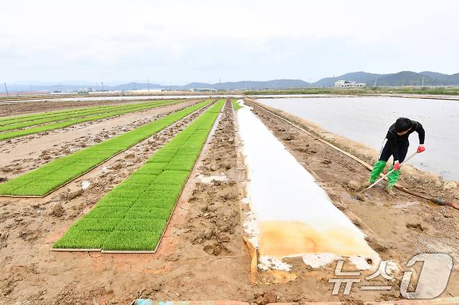 11일 경북 포항시 북구 흥해 들녘에서 농민들이 모내기에 사용할 모판을 준비하고 있다. 2025.5.11/뉴스1 ⓒ News1 최창호 기자