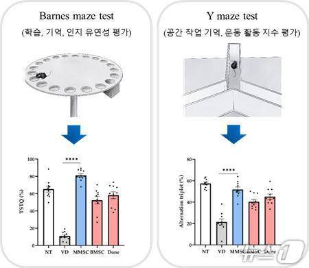 ‘미래셀바이오' 공동연구팀은 '동종배아줄기세포 유래 중간엽줄기세포(MMSC)'가 혈관성 치매로 인한 인지 및 행동 장애를 개선하는 데 효과가 있다는 연구 결과를 발표했다.(미래셀바이오 제공. 재판매 및 DB 금지)