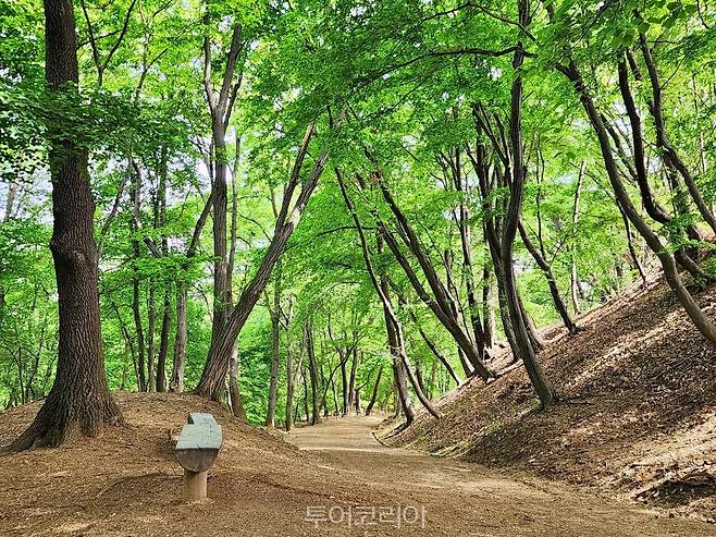 화성 융릉과 건릉 산책로 숲길/사진-국가유산청