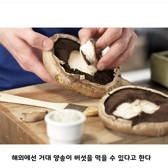 image.png 양송이버섯의 충격 사실