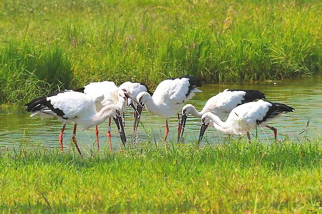 예산황새공원의 황새들이 먹이활동을 하고 있다. 예산황새공원 제공