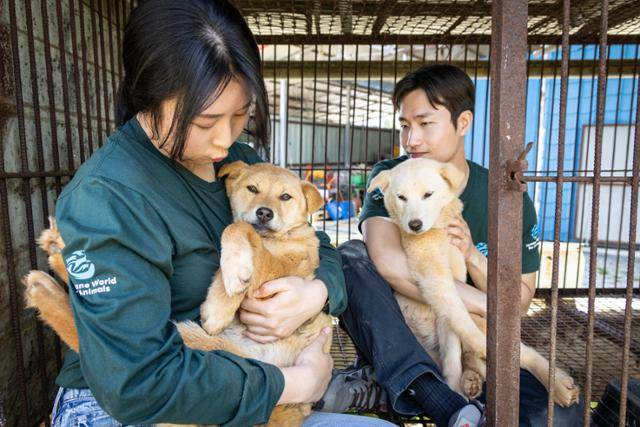 이혜원(왼쪽) 한국 휴메인 월드 포 애니멀즈 미디어 팀장과 이상경 캠페인 팀장이 식용으로 길러지던 개 진저와 시나몬을 뜬장 안에서 꺼내고 있다. 휴메인 월드 포 애니멀즈 제공