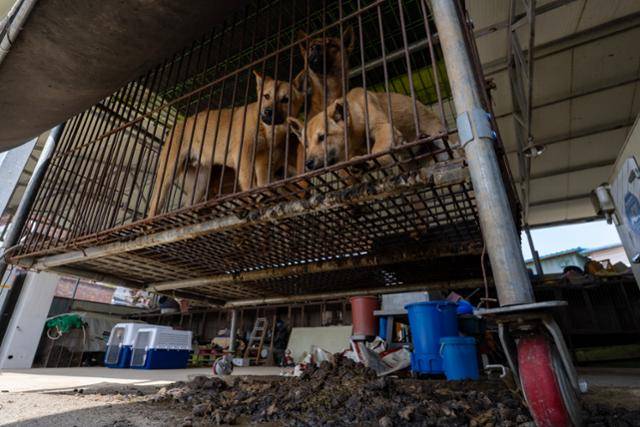 8일 충북 청주시 개농장의 뜬장 밑에 오물이 쌓여 있다. 이곳은 40년간 불법 개 사육과 도살을 해오다 지난 2월 시민의 신고로 적발돼 개들의 소유권을 포기하고 문을 닫게 됐다. 청주=박시몬 기자