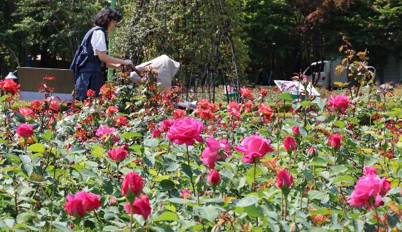 부산 기장군 정관읍 윗골공원 장미학습원에 장미꽃이 피어 있다. [사진=연합뉴스]