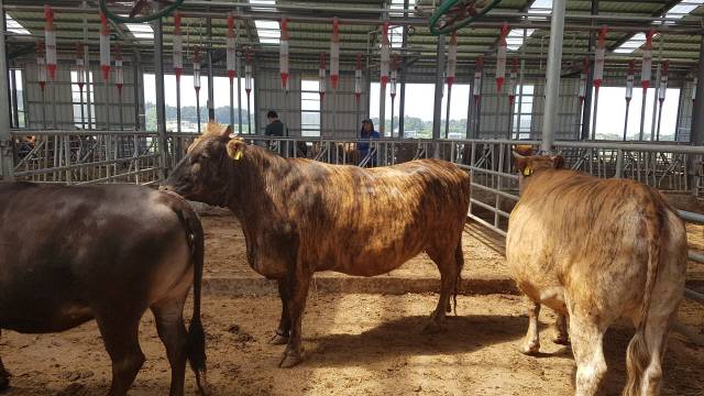 ▲ 고성칡소가 타이거 브랜드를 달고 글로벌 경쟁력 강화에 나선다.