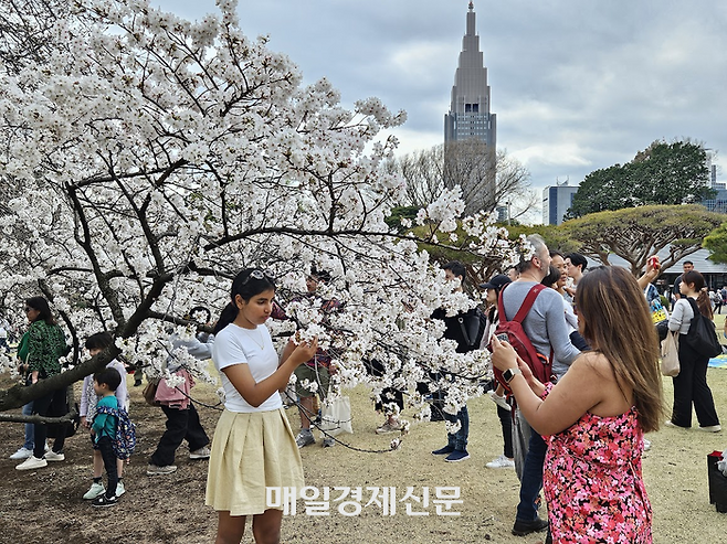 일본 도쿄를 찾은 외국인 관광객들이 벚꽃을 배경으로 사진을 찍고 있다. [도쿄 이승훈 특파원]