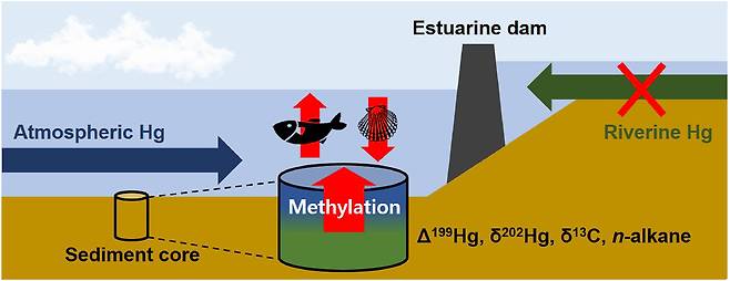 수은 메틸화 및 생물 축적에 대한 댐 건설의 영향 모식도.[POSTECH 제공]