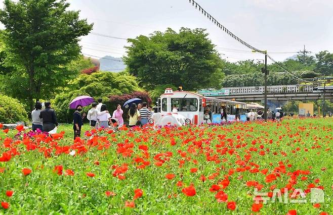 방문객으로 붐비는 제24회 장성 황룡강 길동무 꽃길축제장 모습. (사진=장성군 제공) photo@newsis.com