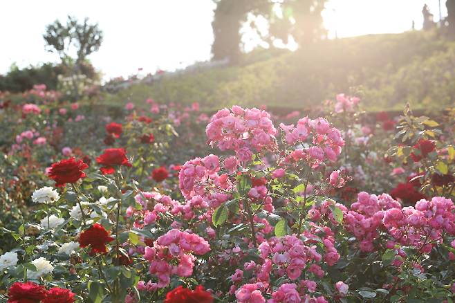 상주 함창명주 테마파크 장미동산. 경북문화관광공사 제공