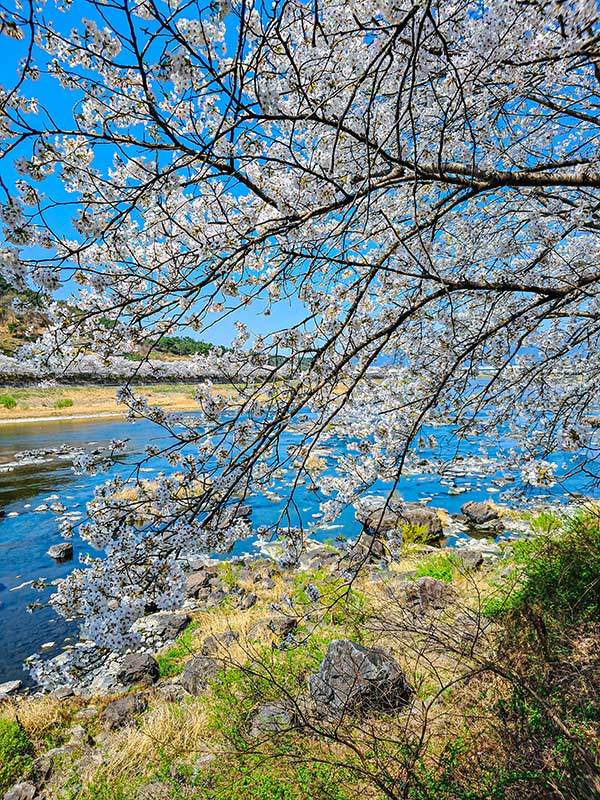 구례 섬진강의 벚꽃.