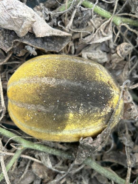 담배가루이 피해가 발생한 참외. 시설참외에 피해를 주는 대표적 외래 해충인 담배가루이는 참외품질 저하와 생산성을 떨어뜨리는 주요 원인이 되고 있다. 성주군 제공