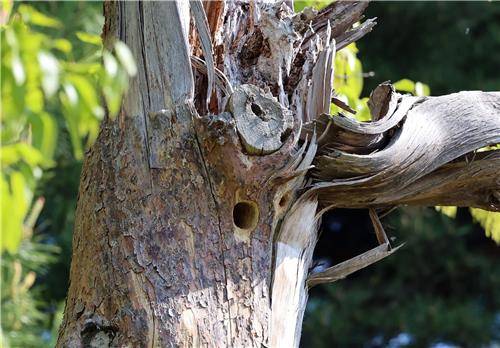 주거 전쟁 벌어진 소나무 설해목 둥지 [촬영 유형재]