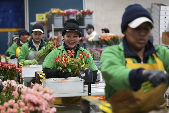 어머니의 날을 앞두고 판매용 꽃을 준비하는 에콰도르 농장 직원들   [AP 연합뉴스 자료사진. 재판매 및 DB 금지]