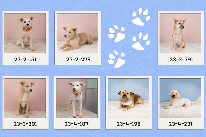 대전동물보호센터에서 보호받으며 입양을 기다리는 유기견들.