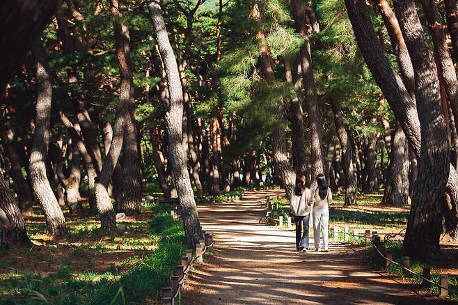 휴식과 쉼을 원하는 관광객들에게 추천하고픈 운문사 솔바람 길. /청도군제공