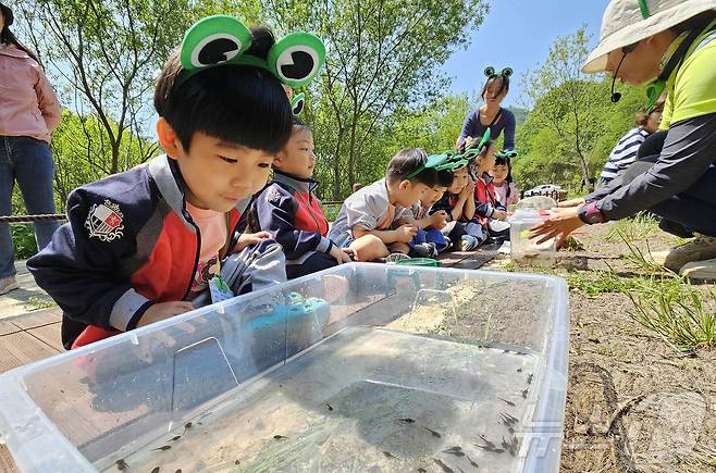 12일 광주 북구 화암동 평두메습지에서 열린 ‘람사르습지 탐험대’ 프로그램에 참가한 해달별 어린이집 아이들이 습지에 서식하는 올챙이와 곤충들을 관찰하며 자연의 소중함을 느껴보고 있다.(광주 북구 제공. 재판매 및 DB 금지)