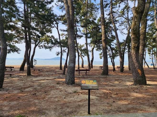 보성 율포솔밭해수욕장. 보성군 제공