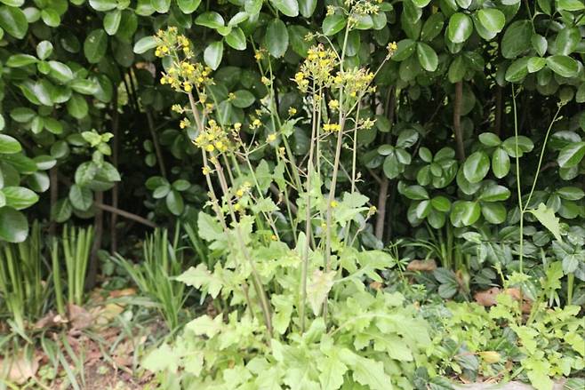 뽀리뱅이. 전국 곳곳에서 흔하게 자라는 잡초 중 하나다.