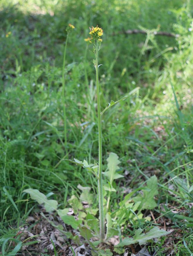 뽀리뱅이. 작은 키에서 시작하지만 여건이 좋으면 1미터까지 자라는 풀이다.