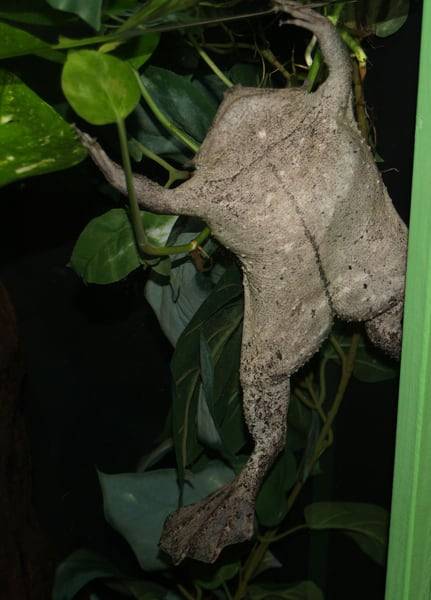 배쪽에서 본 피파개구리. 수리남두꺼비라고도 한다./Animal Diversity Web. University of Michigan. James Dowling-Healey