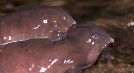 번식철 짝짓기 중인 돼지코개구리./on the edge