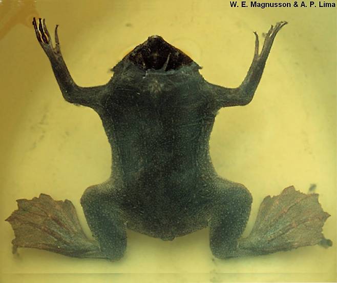 수중생활에 알맞는 체형을 한 피파개구리./PPBio Portal Brazil