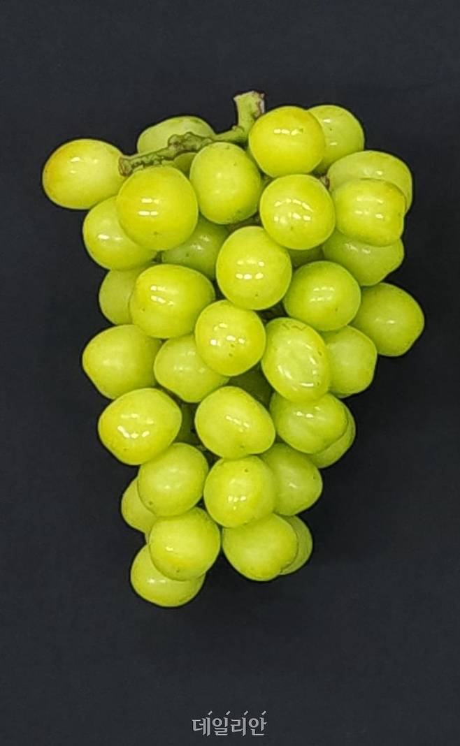 샤인머스켓 무병묘 포도. ⓒ농촌진흥청